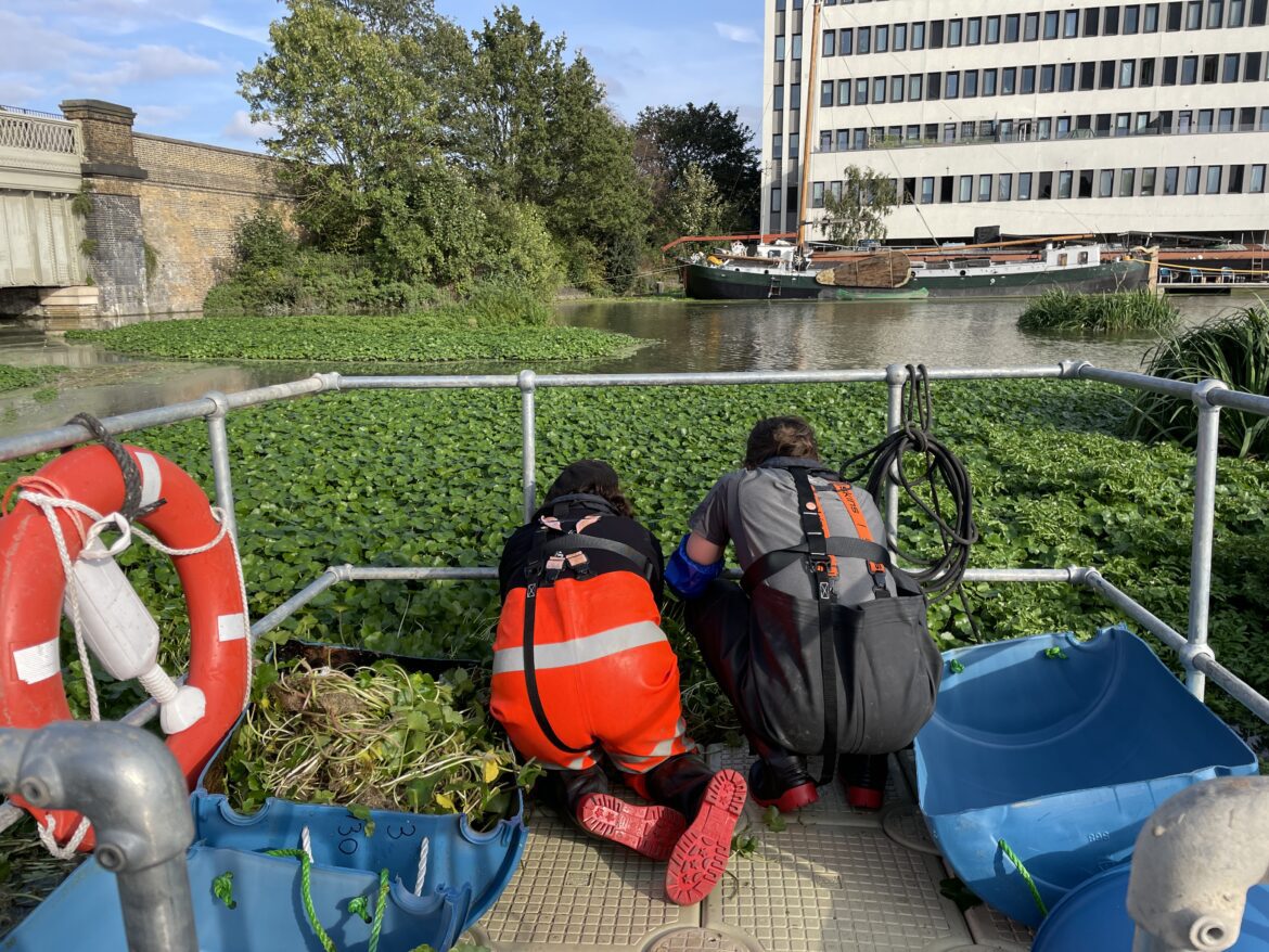clearing floating pennywort